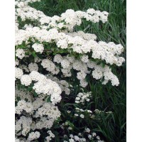 Спірея Вангутта (Spiraea vanhouttei)
