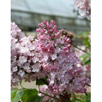 Lilac hyacinth Maidense Blush