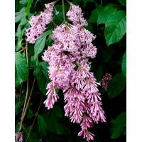 Сирень венгерская (Syringa josikaea)