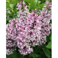 Spreading lilac Miss Kim