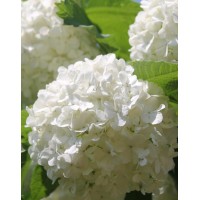 Калина Бульденеж (Viburnum opulus Bouledeneige)