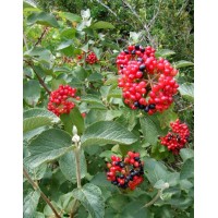 Калина гордовина (Viburnum lantana)