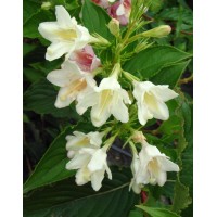 Weigela blooming Alba