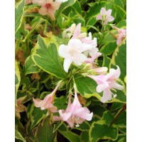 Вейгела квітуча Варієгата (Weigela florida Variegata)