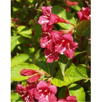 Weigela hybrid Eva Rathke