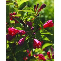 Weigela hybrid Red Prince