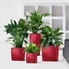 Flowerpot Lechuza CUBE Premium 30