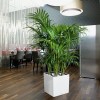 Flowerpot Lechuza CUBE Premium 40