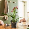 Вазон Lechuza ORCHIDEA 20