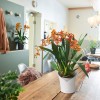 Вазон Lechuza ORCHIDEA 20